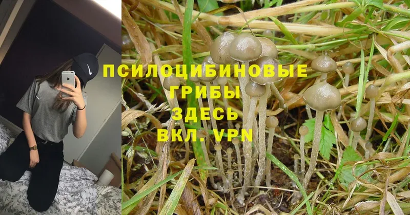 KRAKEN маркетплейс  Западная Двина  Псилоцибиновые грибы Magic Shrooms  закладка 